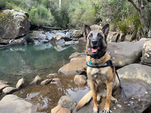 Hollybank Forest Reserve